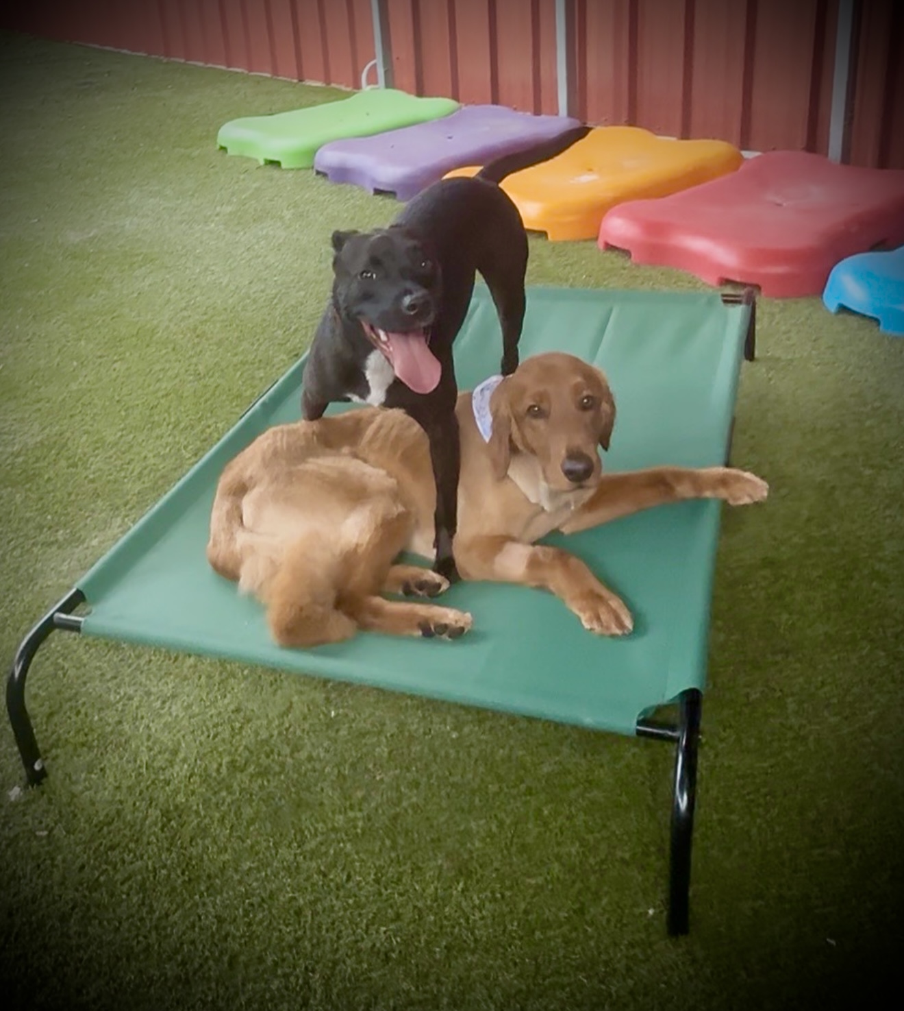 Two dogs resting on a cot
