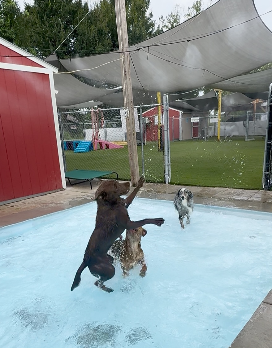 Dogs in the splash pool