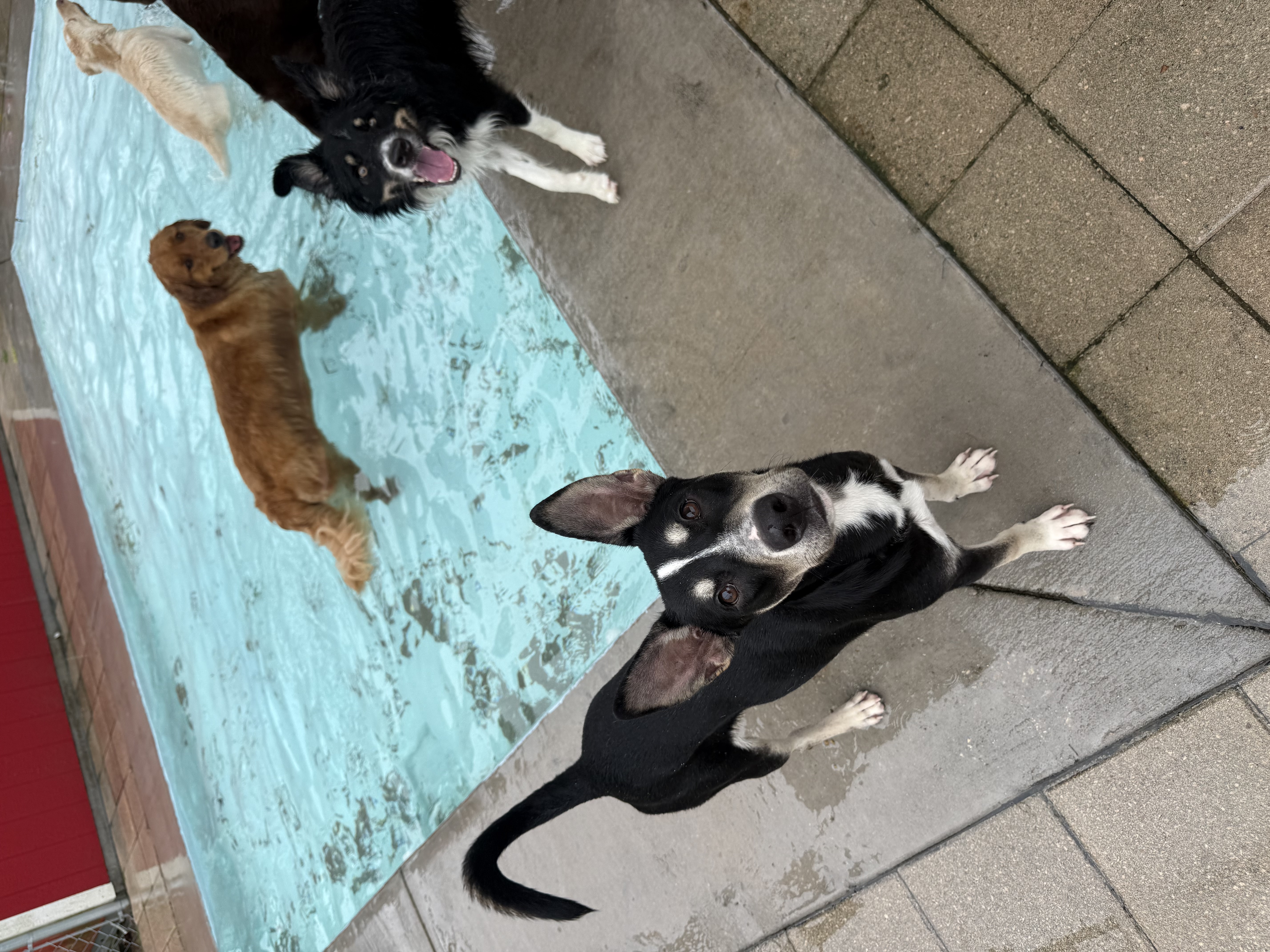 Dogs at the splash pool